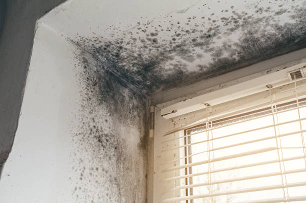 Affordable Mold Remediation solutions in Hazlet, NJ